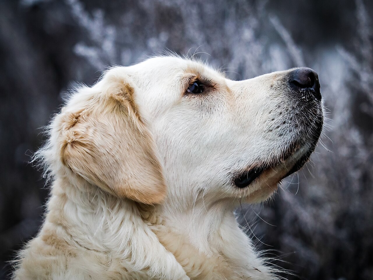 Foto de ejemplo para un video de mascotas con IA